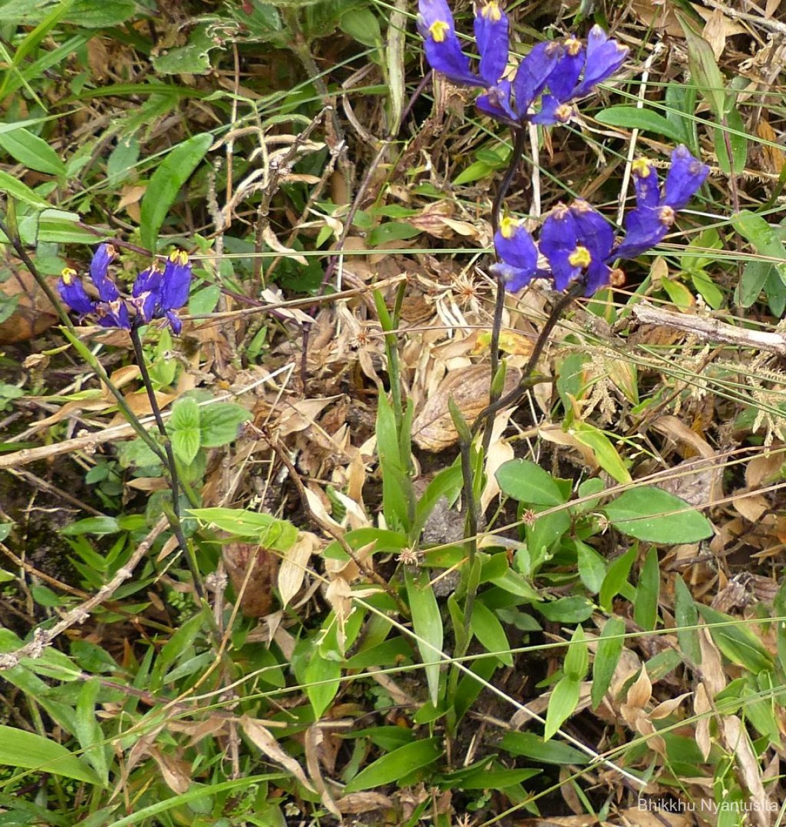 Burmannia disticha L.